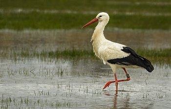 stork