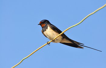 swallow