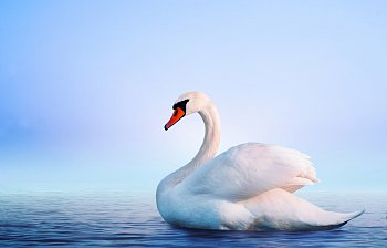 swan