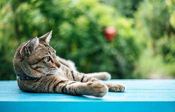 tabby
