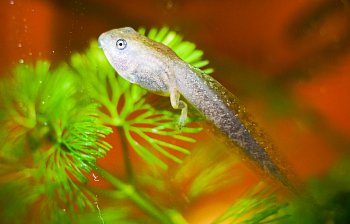tadpole