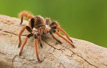tarantula
