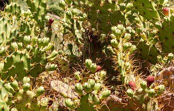 thorny
