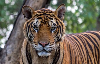 tiger