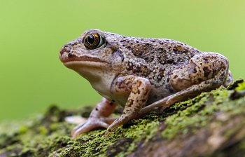 toad
