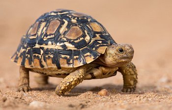 tortoise