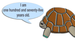 a 175 year-old tortoise