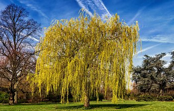 willow