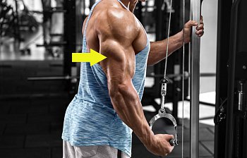 triceps