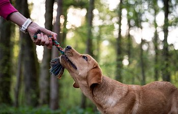 tug