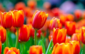 tulip