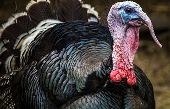 turkey