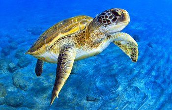 turtle