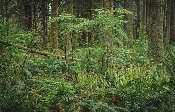 undergrowth