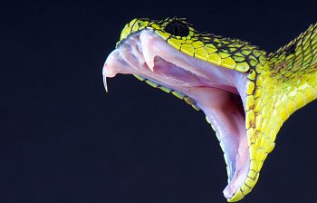 venomous