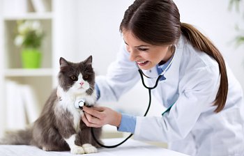 vet