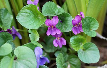violet