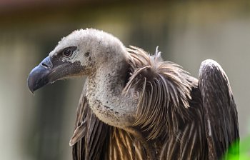 vulture