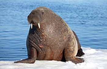 walrus