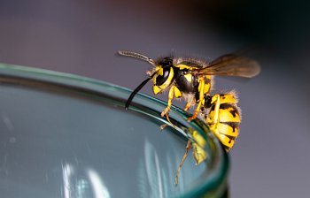 wasp