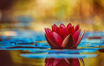 water lily