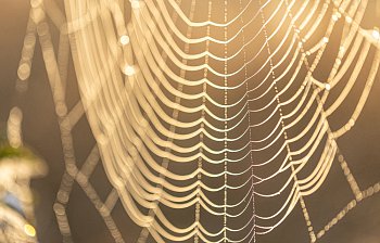 web