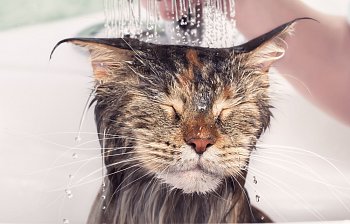 wet