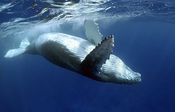 whale