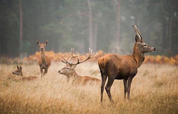 wildlife
