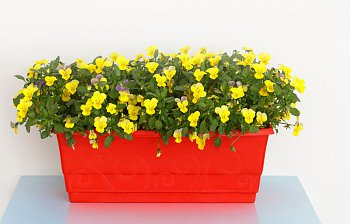 window box