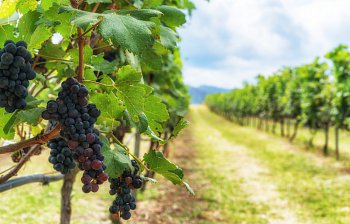 winery
