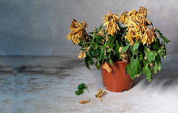 withered