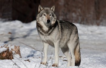 wolf