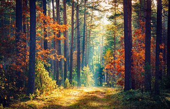 forest