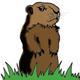 a woodchuck