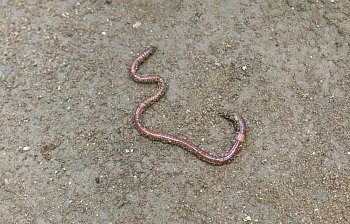 worm
