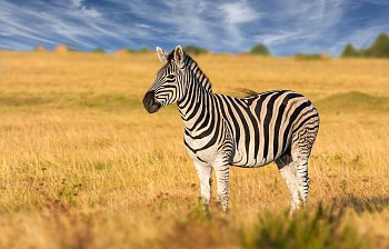 zebra